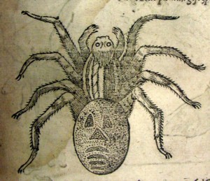 Illustration from: Insectorum sive minimorum animalium theatrum by Thomas Moffett, 1634