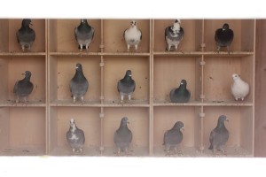 Pigeon Crees - Benwell