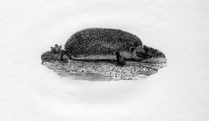 A wood engraving of a Hedgehog by Thomas Bewick 