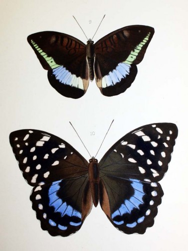 Image from Hewitson's Illustrations of New Species of exotic butterflies 