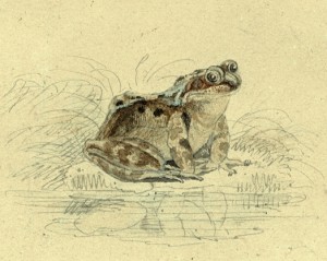 Watercolour of a frog by Thomas Bewick (c.1790s). From the archive of the Natural History Society of Northumbria