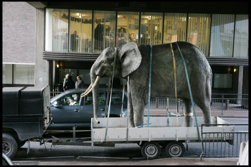Elephant arriving at the GNM