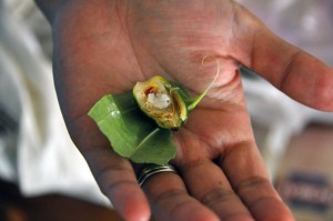 Palau betel nut preparation. © TWAM 