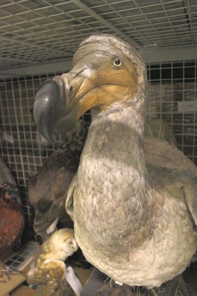 A Dodo in the museum store