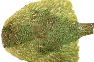 A Kakapo skin in the museum's store