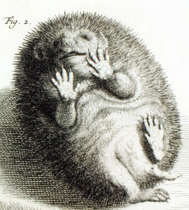 Hedgehog image from an 18th Century book by Albertus Seba