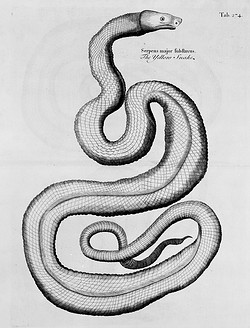Hans Sloane snake